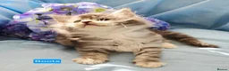 Maine Coon cats for sale: Pure maincoons ready 17/10/26 in Market Drayton - Advert 31