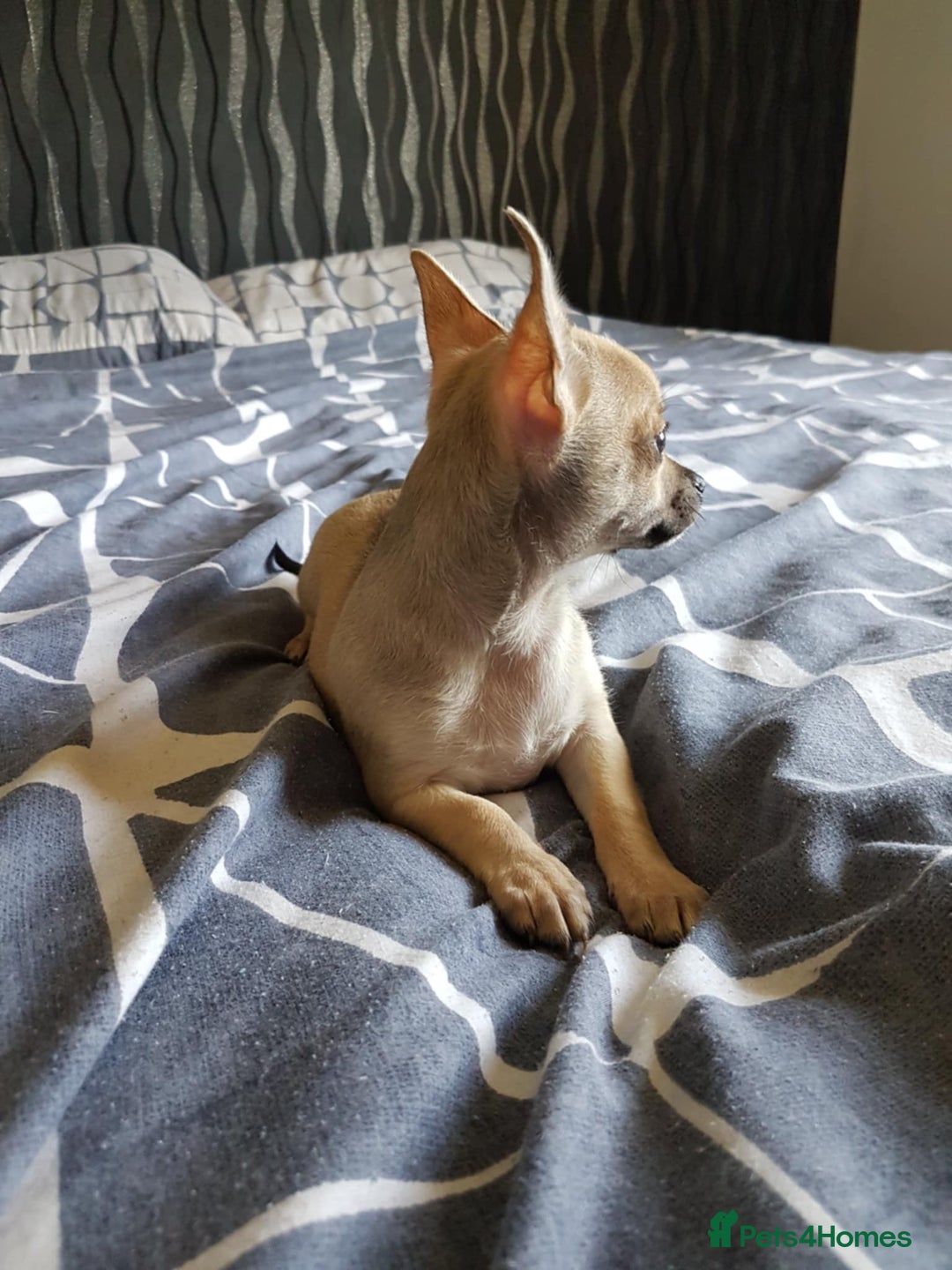 Chihuahua dogs for sale: Gorgeous Chihuahua puppies, ready now. - Image 5