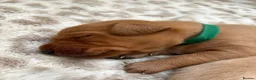 Labrador Retriever dogs for sale: 6 outstanding working Labrador retriever pups - Advert 14
