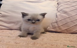 Ragdoll cats for sale: LAST RAGDOLL X BSH KITTEN LEFT READY TO LEAVE NOW - Image 3