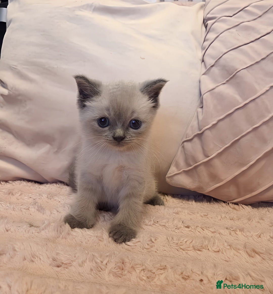 Ragdoll cats for sale: LAST RAGDOLL X BSH KITTEN LEFT READY TO LEAVE NOW - Image 3