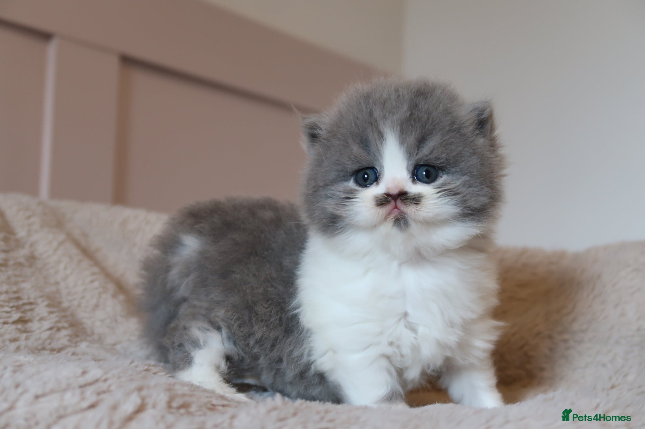 British Longhair cats PEDIGREE British Longhair kittens - Advert 6