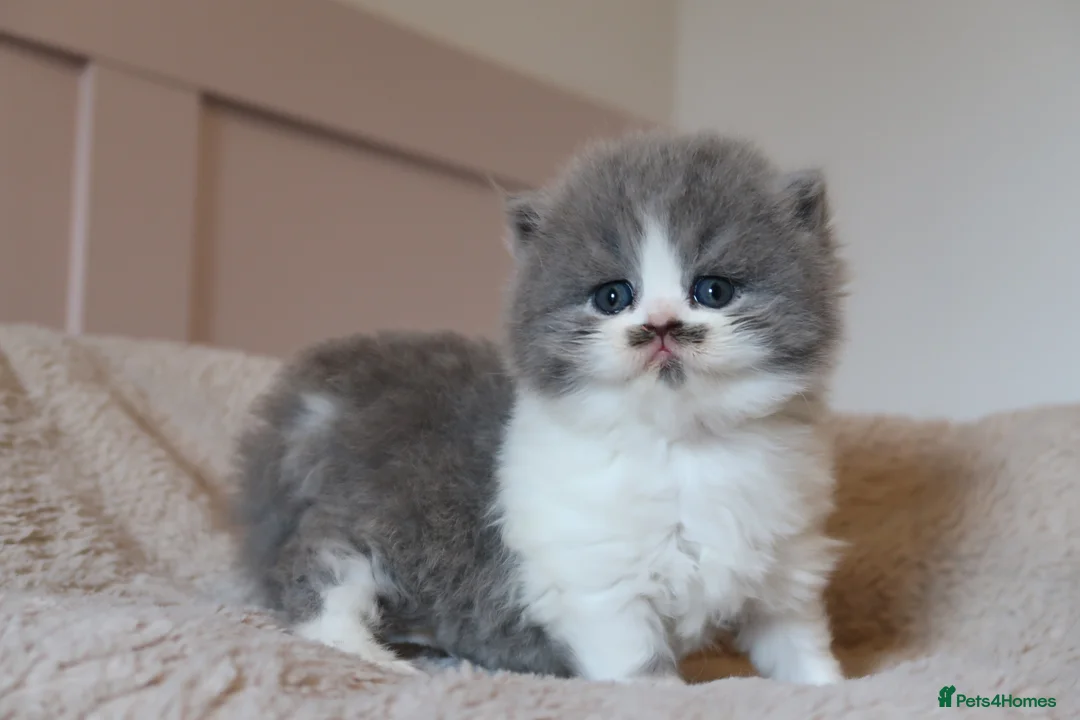 British Longhair cats for sale: PEDIGREE British Longhair kittens - Advert 1