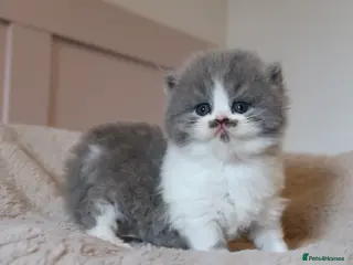 British Longhair cats PEDIGREE British Longhair kittens - Advert 6