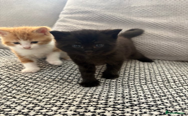 Mixed Breed cats - Advert 2