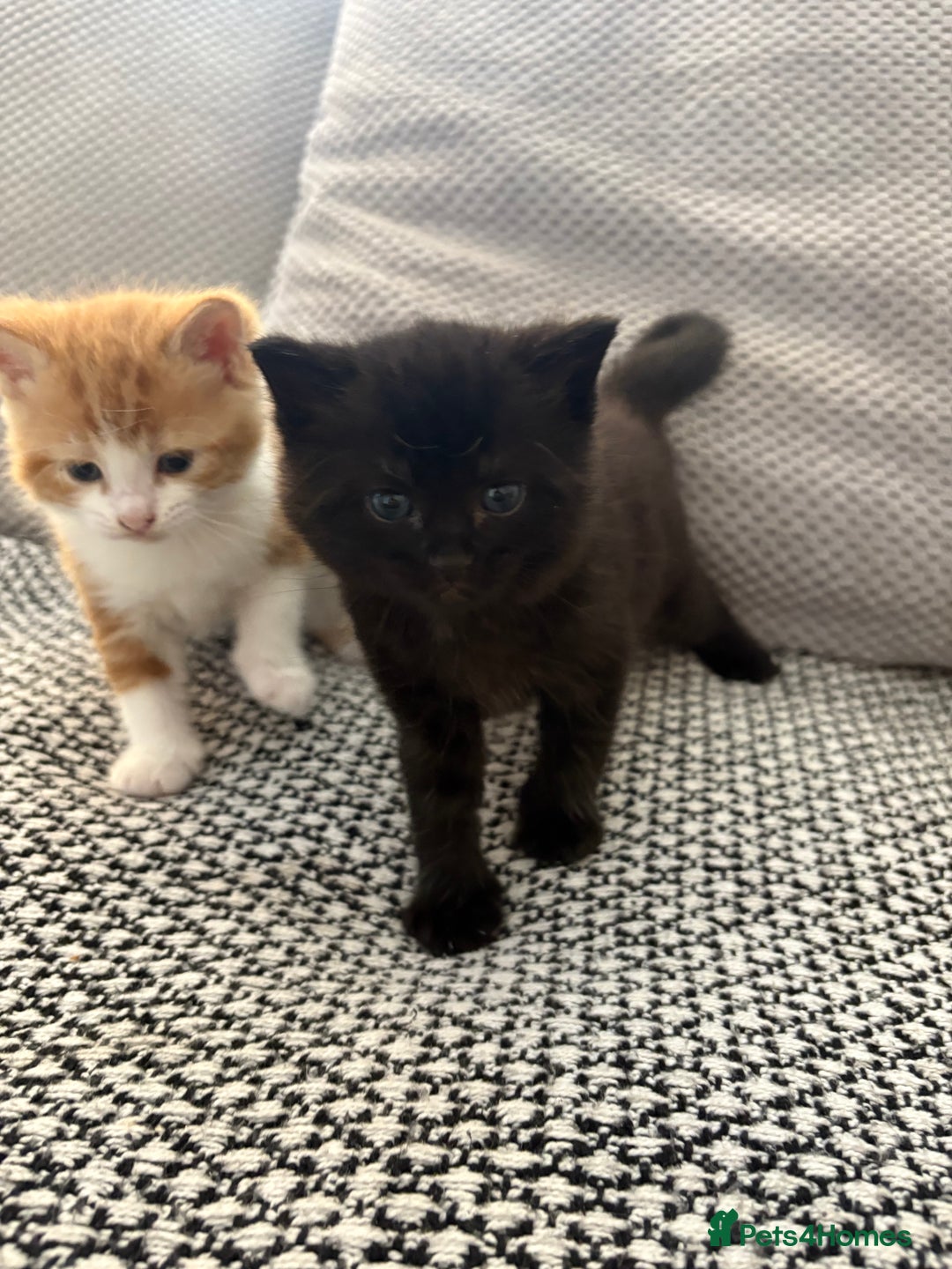 Mixed Breed cats for sale: Adorable kittens for sale  - Image 1