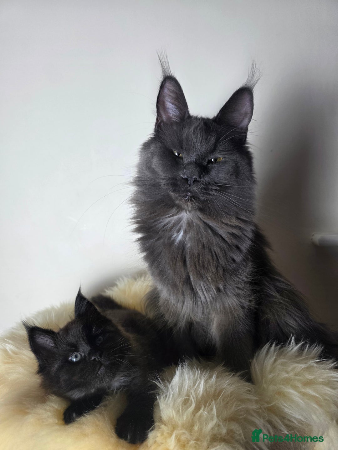 Maine Coon cats for sale: Maine Coon Kittens from Health Tested Parents. - Image 7