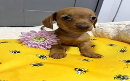 Miniature Dachshund dogs for sale: Min dachshund looking for their forever 🏡 - Image 22