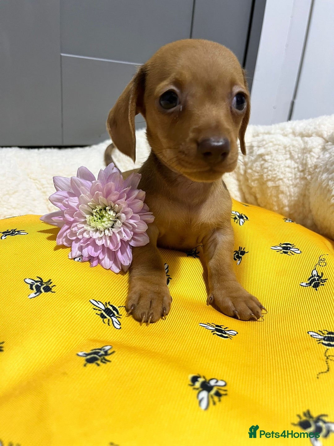 Miniature Dachshund dogs for sale: Min dachshund looking for their forever 🏡 - Image 22