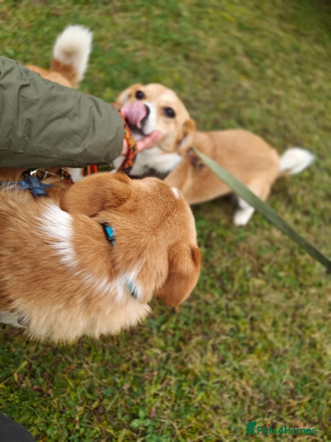 Mixed Breed dogs for adoption: ❤️MEYA & KALLIE❤️-SMALL SISTERS SEEK A KIND HOME - Advert 14