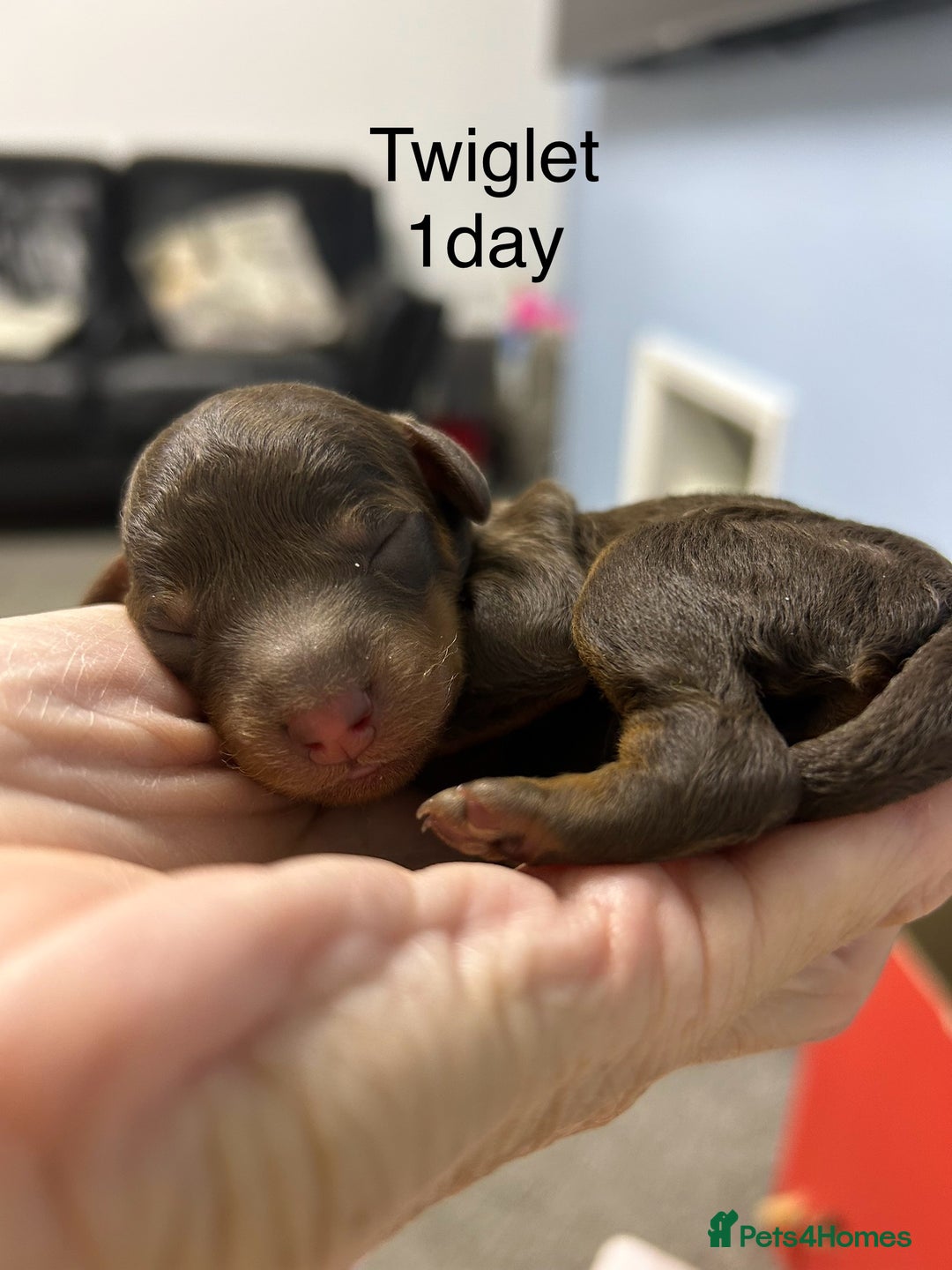 Toy Poodle dogs for sale: Toy poodle girls and boy - Image 10