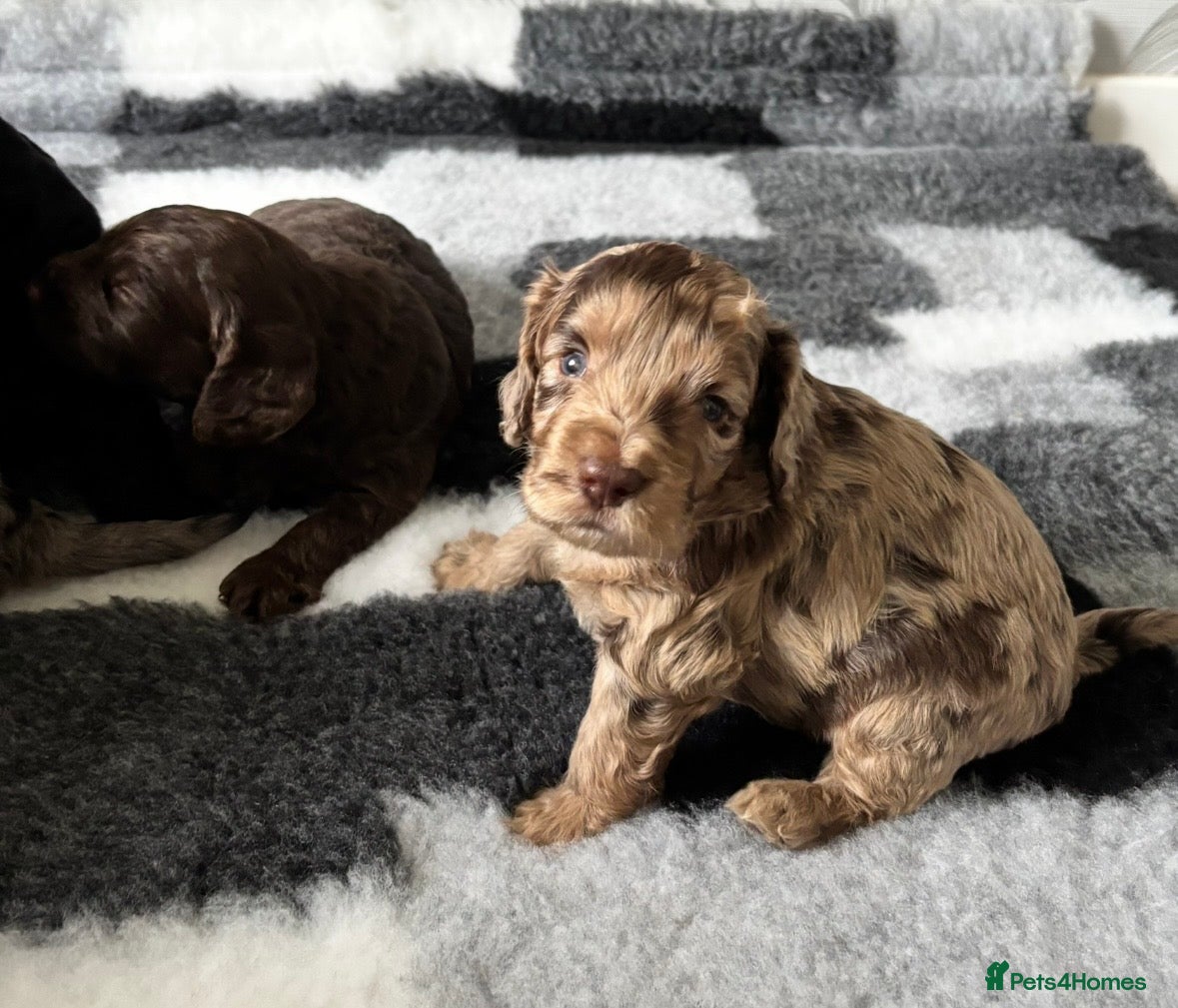 Cockapoo dogs Stunning F1 Cockapoos  - Advert 1