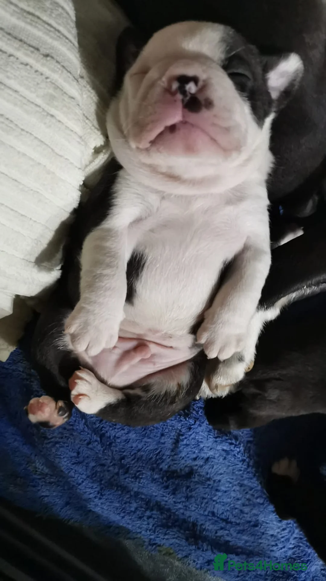 Boston Terrier dogs for stud: Small Proven Boston Terrier Stud in Doncaster - Advert 15