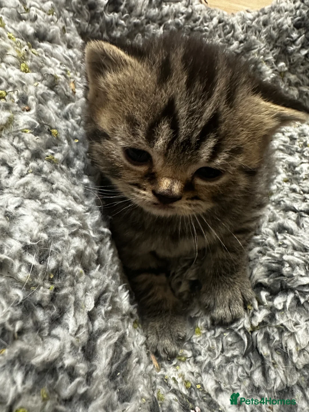 British Shorthair cats for sale: Stunning British shorthairs  - Advert 13