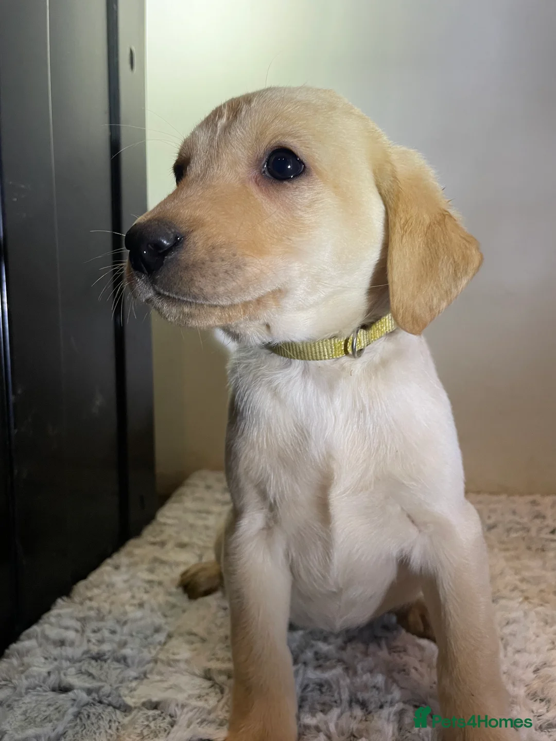 Labrador Retriever dogs for sale: All Reduced to £850 Ready to go now only 1 left - Advert 31