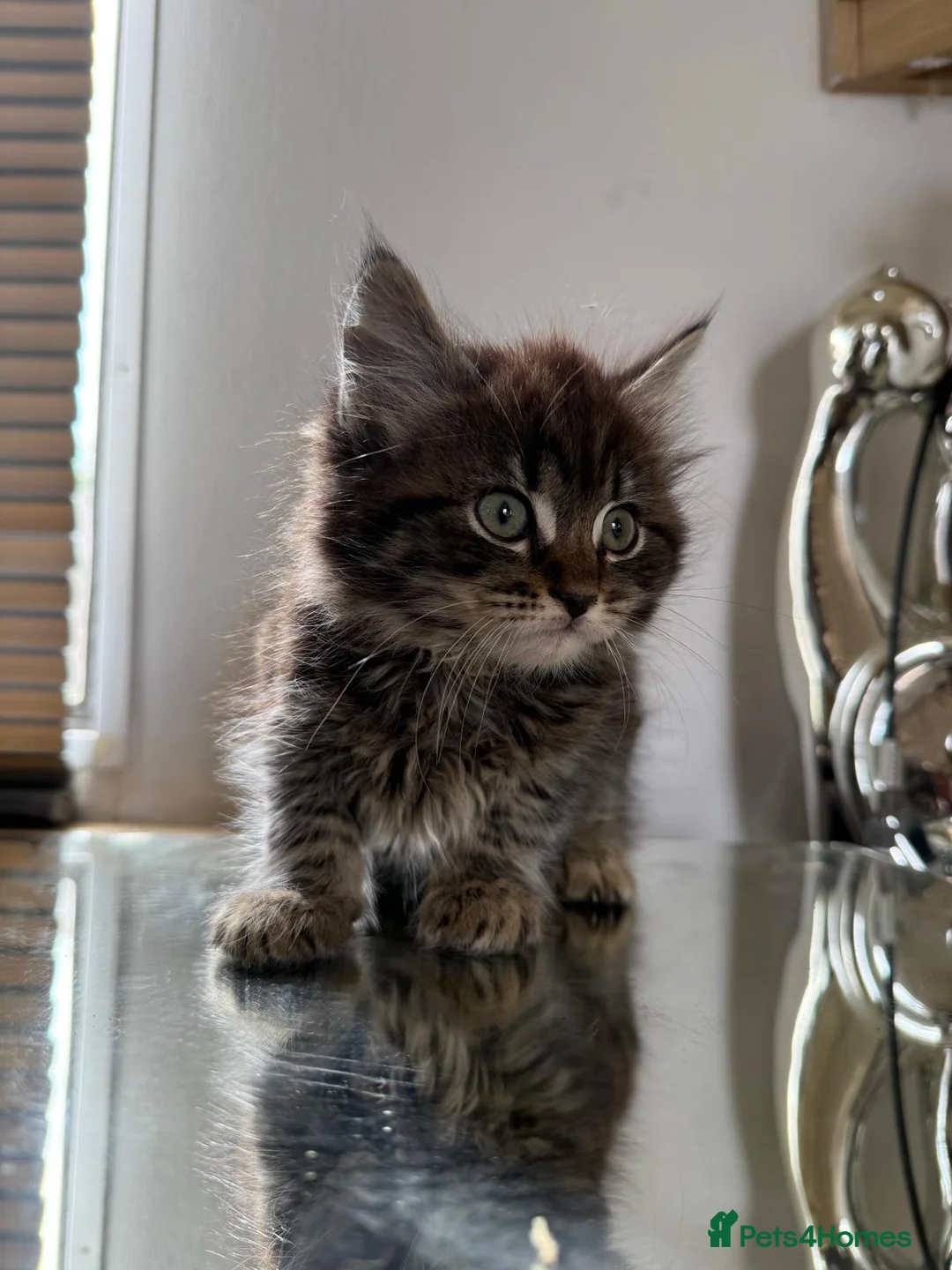 Maine Coon cats for sale: Maine coon kittens  - Advert 6