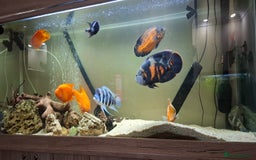 Other/Mixed Breed fish for sale: Various Large Fish for Sale - Advert 1