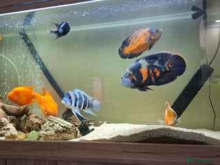 Other/Mixed Breed fish Various Large Fish for Sale - Advert 2