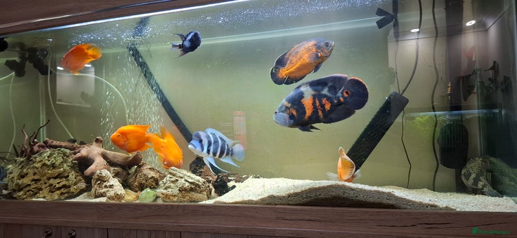 Other/Mixed Breed fish Various Large Fish for Sale - Advert 3