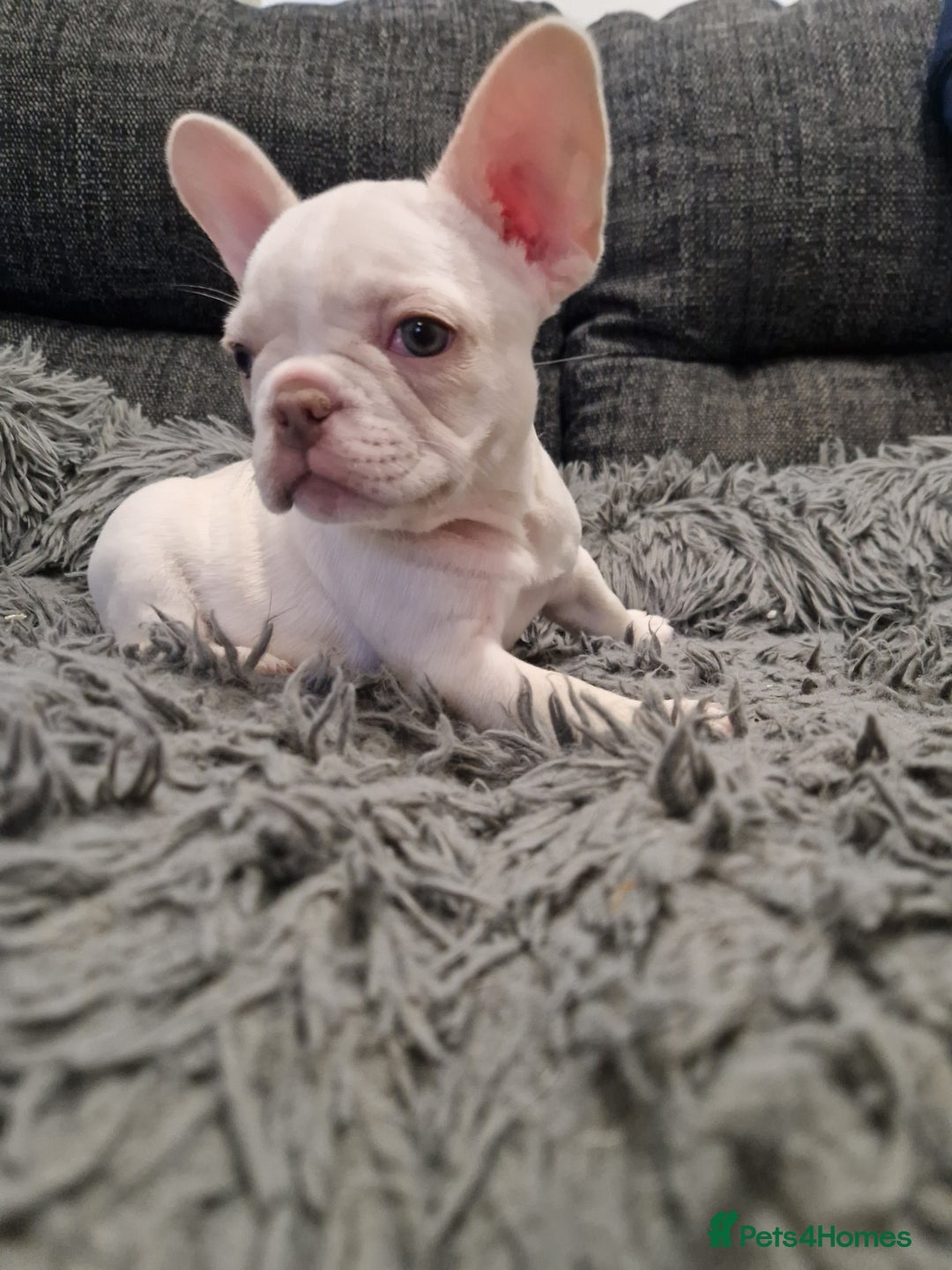 French Bulldog dogs for sale: French bulldog - £1400 only 2 platinum girls left - Image 6