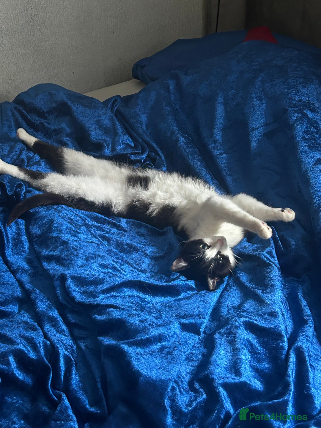 Domestic Shorthair cats for sale: Tuxedo female cat - Image 3
