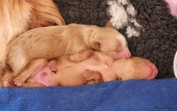 Cockapoo dogs for stud: Experienced Health Testa Cockapoo F1B Stud in Southampton - Image 6