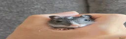 Gerbil rodents for sale: Hand tame baby gerbils ready now for new homes! - Advert 3