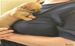 Chiweenie dogs for sale: Chihuahua pups - Image 10