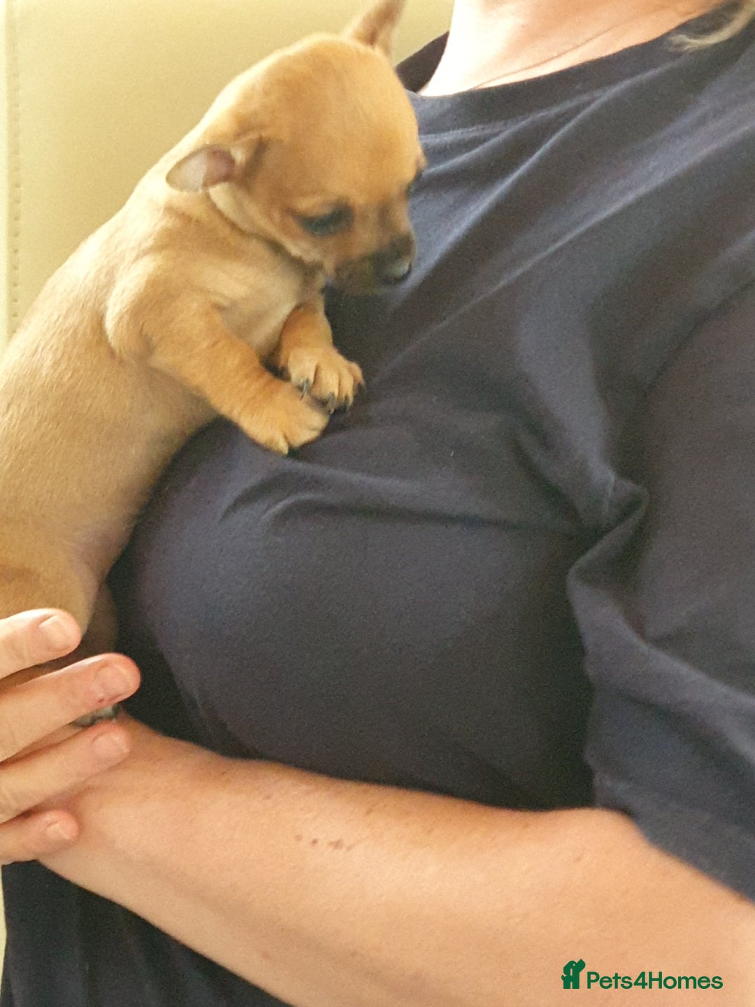 Chiweenie dogs for sale: Chihuahua pups - Image 10