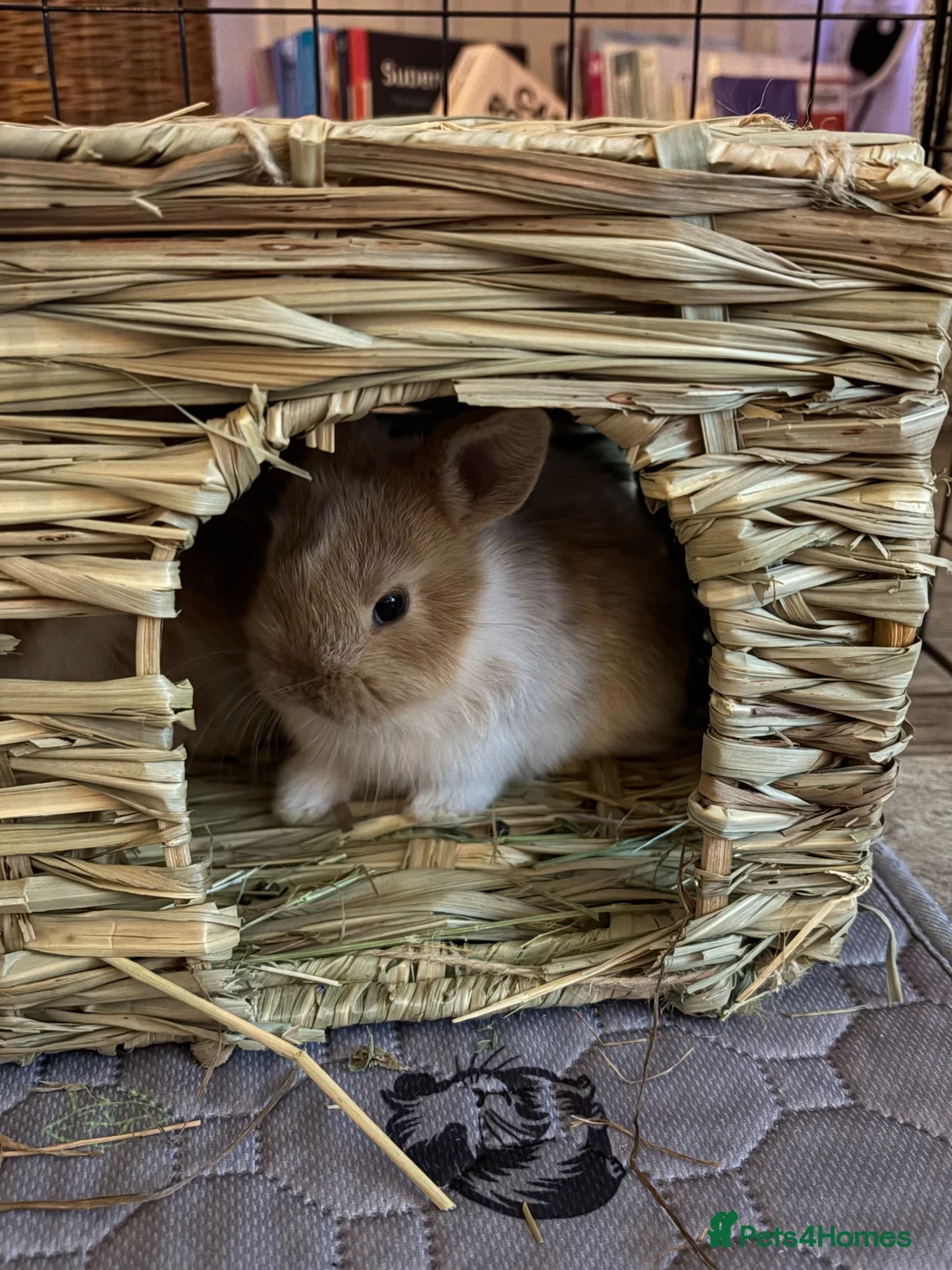 Lionhead rabbits for sale: Lion Head Cross bunnies  in Inverness - Advert 2