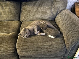 British Shorthair cats British Shorthair Blue Tuxedo Male Kitten - Advert 2