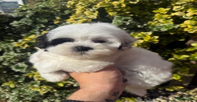 Maltipoo dogs - Advert 6