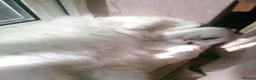 Mixed Breed cats for sale: RESERVED Female white 3 years old - Advert 3