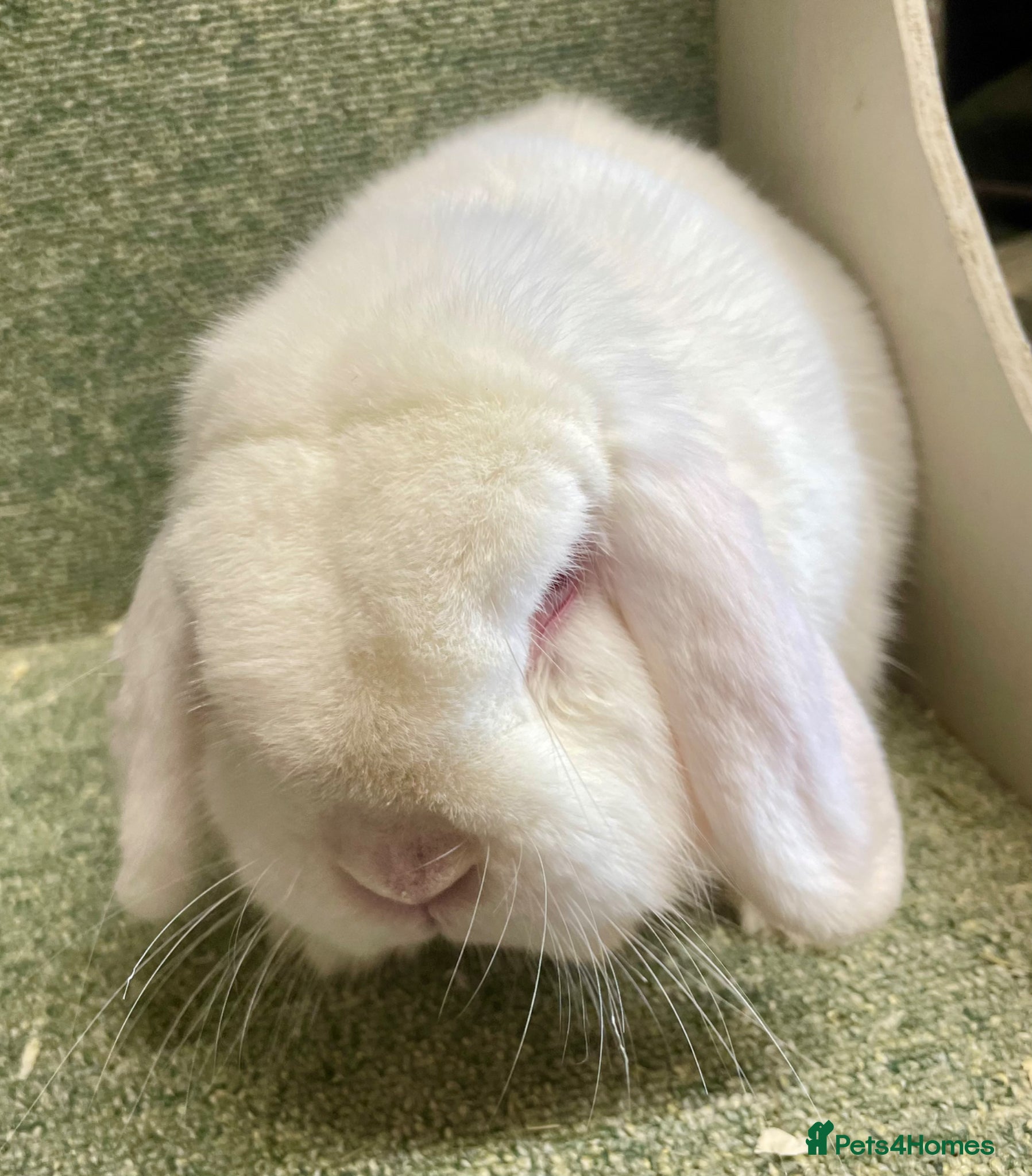 Mini Lop rabbits Lovely adult boy for rehoming - Advert 15