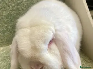 Mini Lop rabbits Lovely adult boy for rehoming - Advert 15