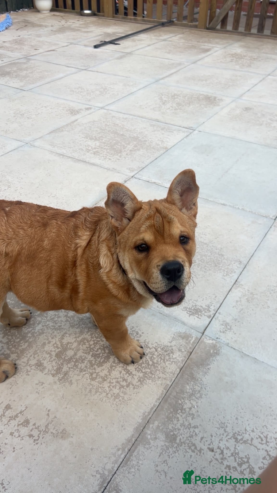 Mixed Breed dogs Fluffy British Bulldog Cross Chow Puppies – Rare - Advert 1
