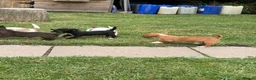 Mixed Breed dogs for sale: Beautiful Jack Russell puppies.  - Advert 8