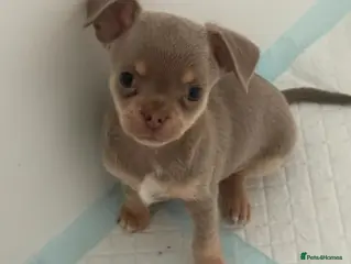 Chihuahua dogs Exceptional Quality Chihuahua Puppies ! - Advert 1