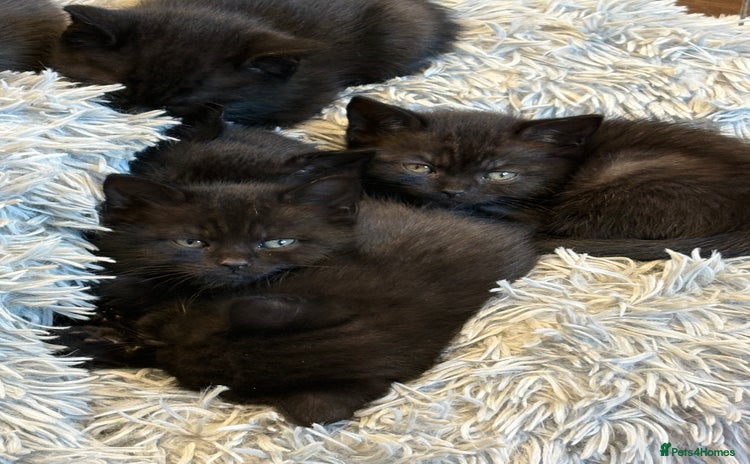 British Shorthair cats - Advert 13
