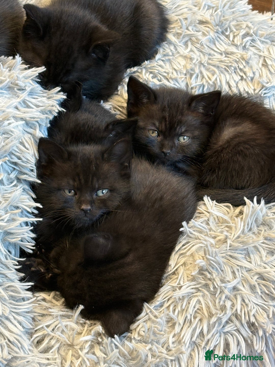 British Shorthair cats for sale: British shorthair cross kittens - Image 1