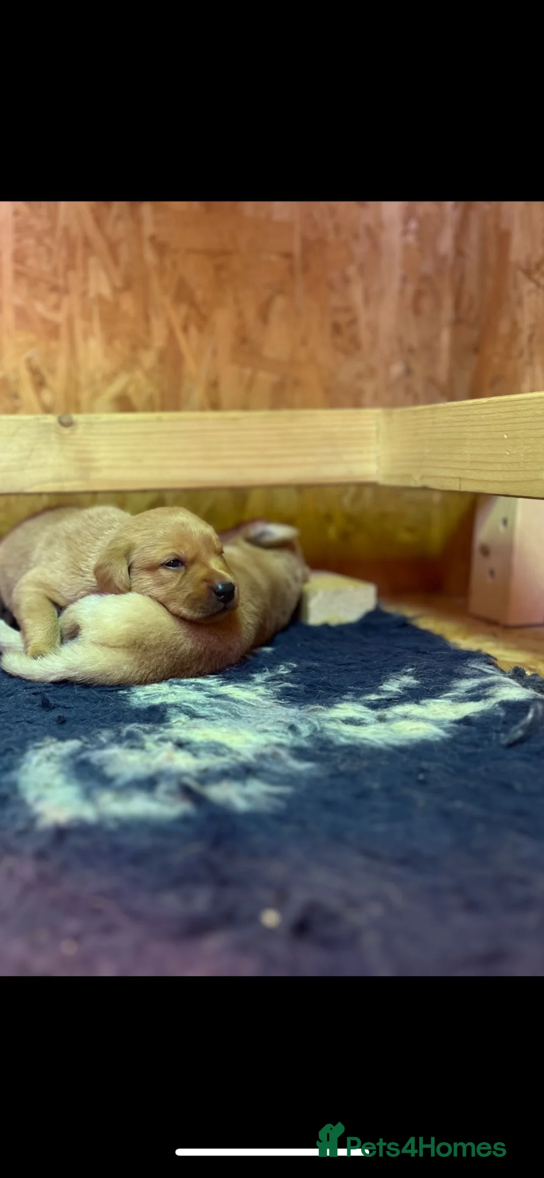 Labrador Retriever dogs for sale: KC Registered Fox Red Working Labrador Pups in Swadlincote - Advert 8