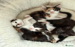 Mixed Breed cats for sale: Kittens for sale - Image 18