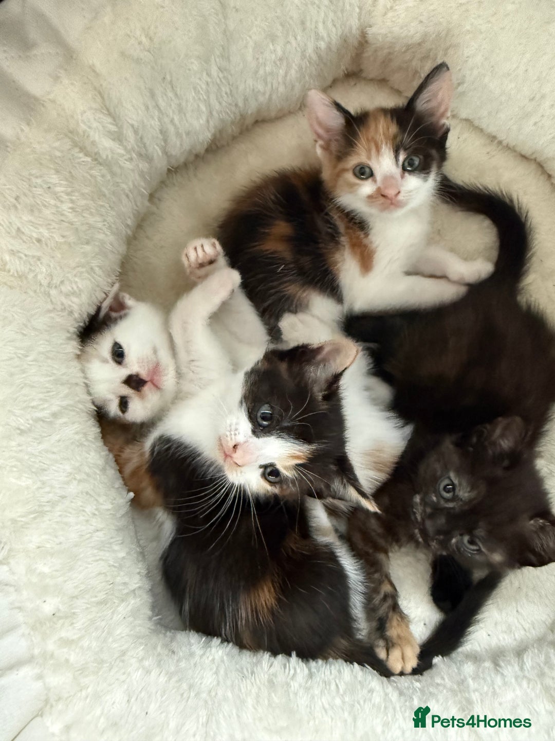 Mixed Breed cats for sale: Kittens for sale - Image 18