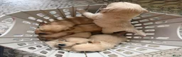 Golden Retriever dogs for sale: Golden Retriever puppies  in Derby - Advert 6