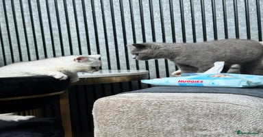 British Shorthair cats - Advert 10