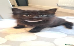 Mixed Breed cats for sale: Beautiful fluffy kittens available to reserve!  - Image 5
