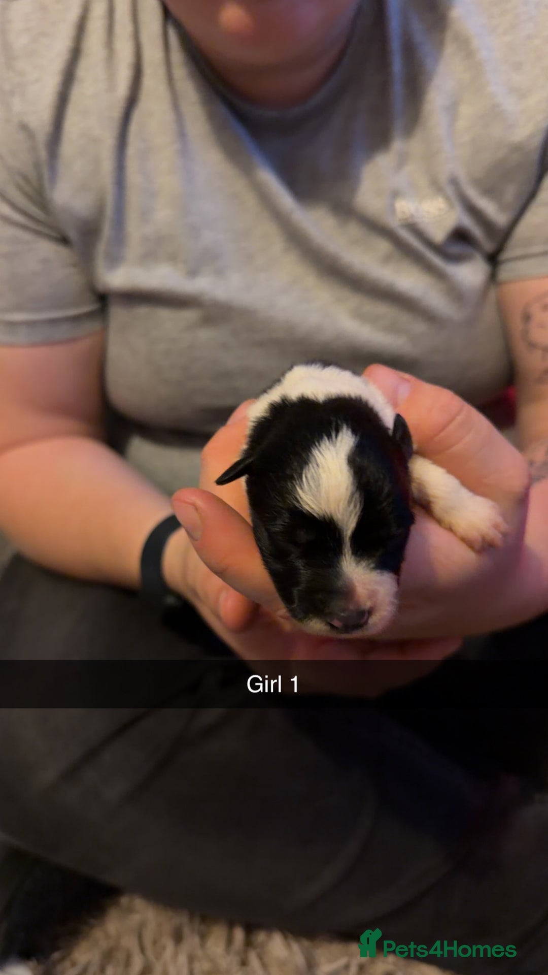 Border Collie dogs for sale: 10 amazing puppies - Advert 19