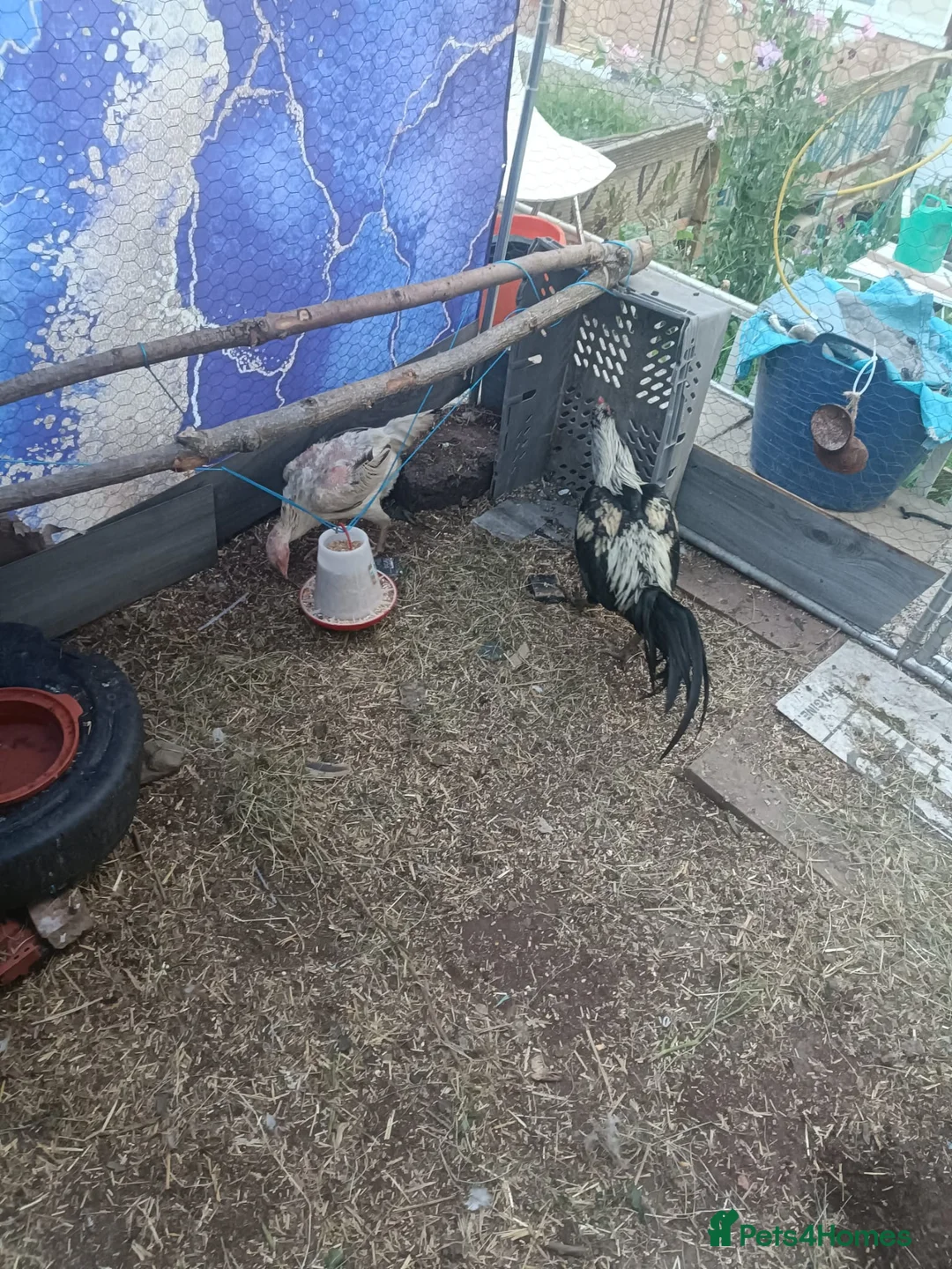 Chickens poultry for sale: Shamo chicks  in Sheffield - Advert 5