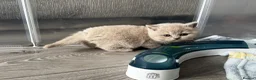 British Shorthair cats for sale: Beautiful British Shorthair Kittens - Advert 18