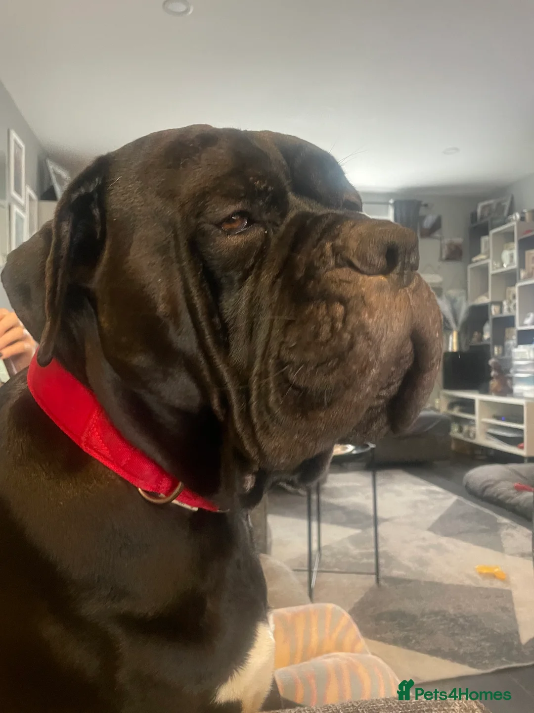Cane Corso dogs for stud: 🐾 Cane Corso, Proven Bloodline, Stud  Available in Hemel Hempstead - Advert 4